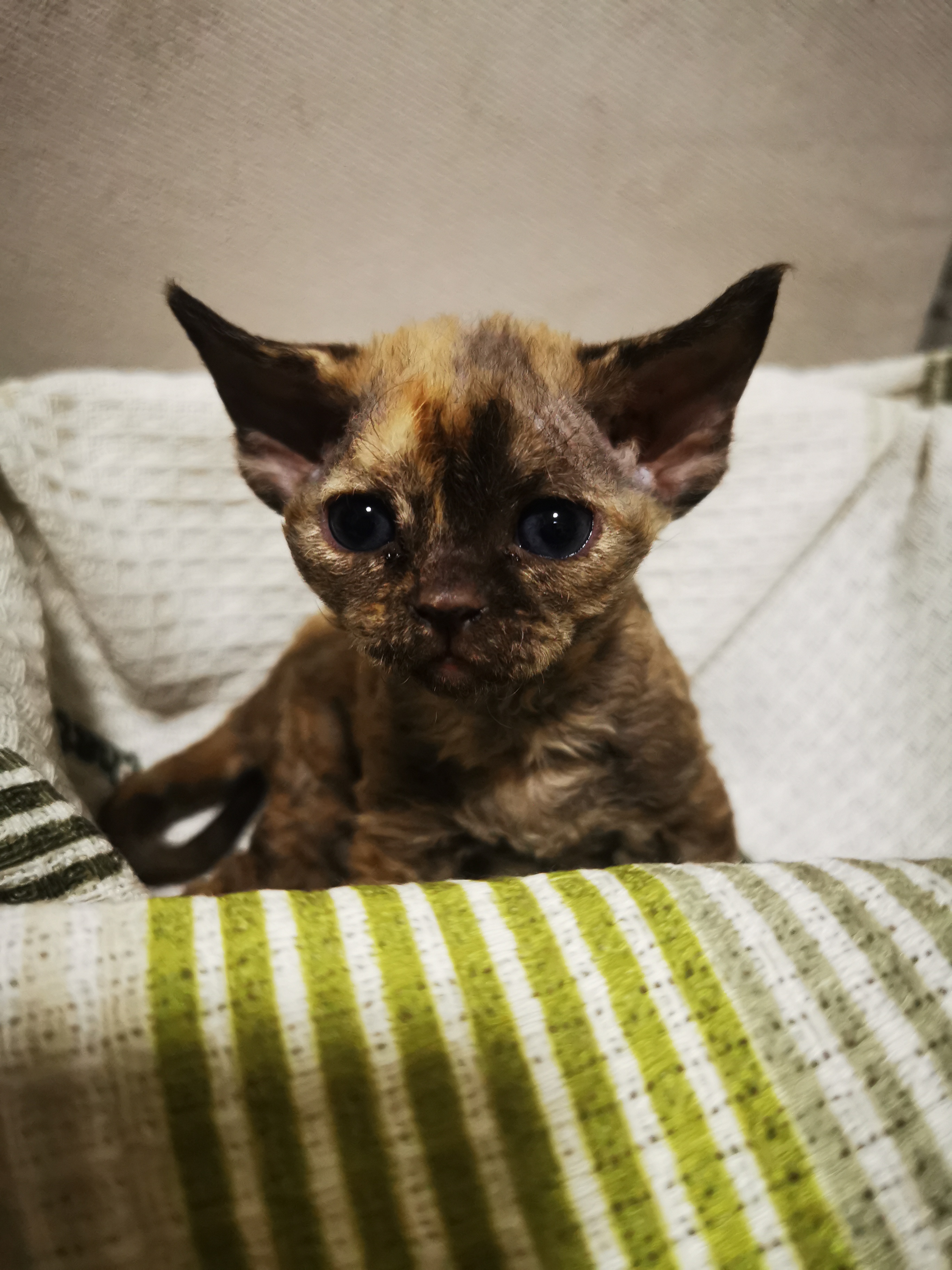 德文卷毛猫，三花，咖白，戴帽，自家繁育，不是猫舍